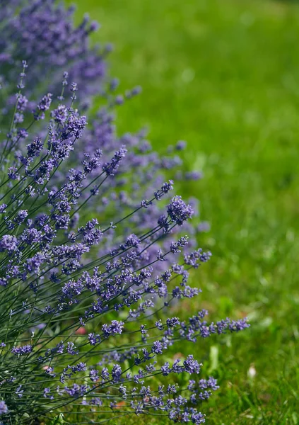 Groeiende Lavendelbloemen Een Zonnige Zomerdag — Stockfoto