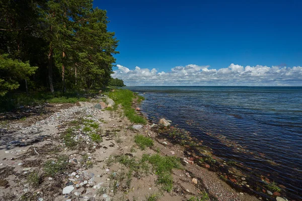 Bos Langs Kust Van Het Eiland Saaremaa — Stockfoto