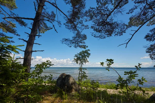 Forêt Long Côte Sur Île Saaremaa — Photo