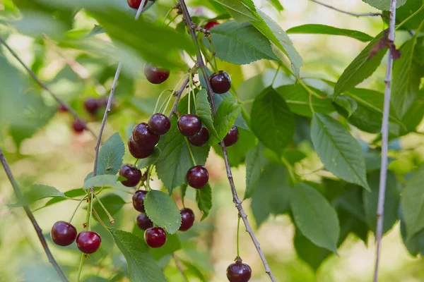 Crecer Cerezas Maduras Sabrosas Oscuras —  Fotos de Stock