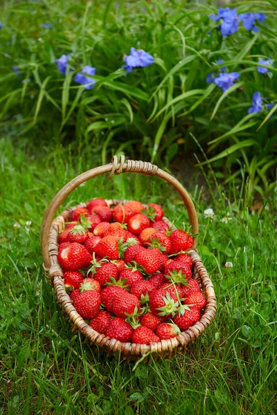 Fraises Fraîches Mûres Dans Panier — Photo