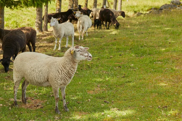 Pecore Pascolo Che Riposano Ombra — Foto Stock