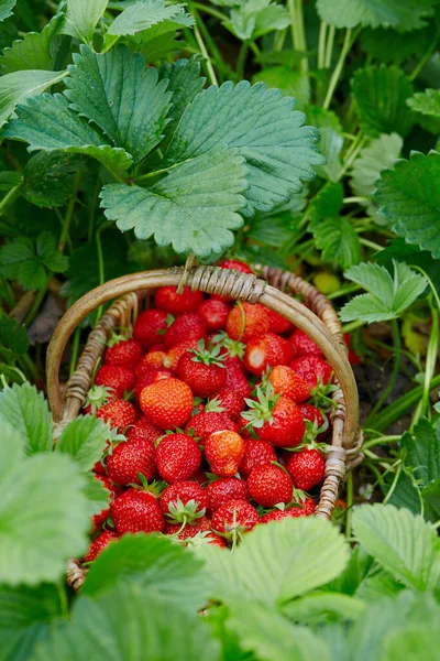 Fresas Frescas Maduras Una Canasta — Foto de Stock