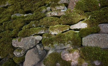 Taş duvarda yosun yetişiyor.