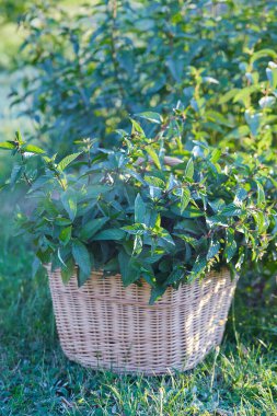 Nane şekeri kurutulmaya hazır.