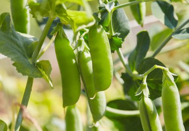 Bahçede yeşil bezelyeler yetişiyor