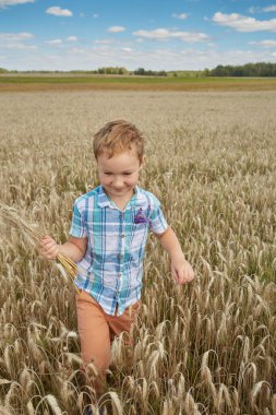 Buğday tarlasında 6 yaşında tatlı bir çocuk.
