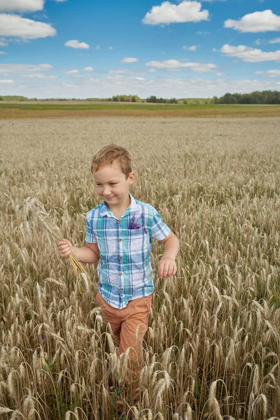 Симпатичный Летний Мальчик Пшеничном Поле — стоковое фото