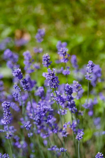 Groeiende Lavendelbloemen Een Zonnige Zomerdag — Stockfoto