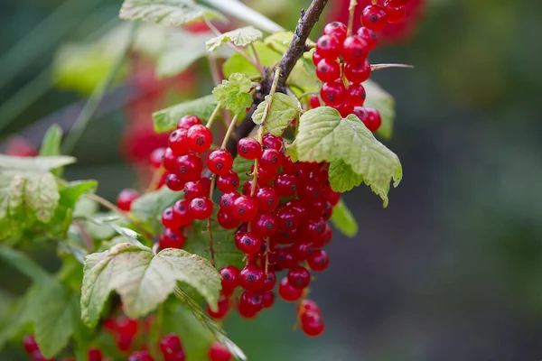 Ribes Rosso Che Cresce Giardino — Foto Stock