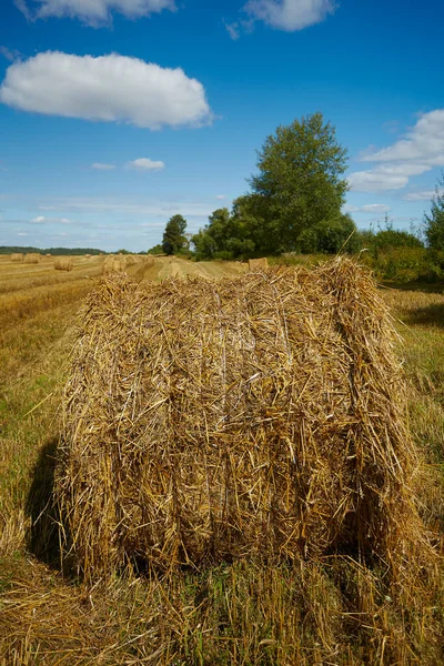 beautiful summer landscape with rolled hay