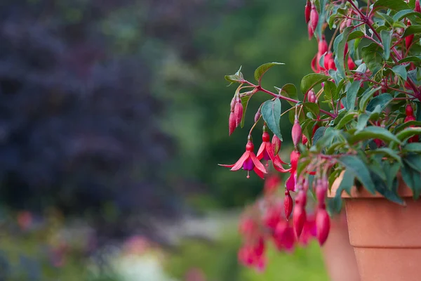 盆栽中的芙蓉花 — 图库照片