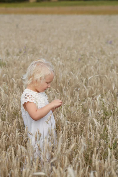 Симпатичный Летний Пшеничном Поле — стоковое фото
