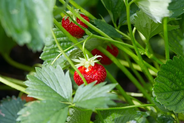 Cultiver Des Fraises Dans Jardin — Photo