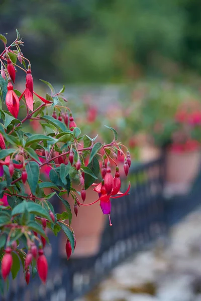 Fuchsia Flower Growing Pot — Stock Photo, Image