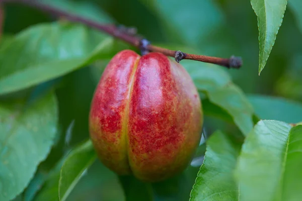 Crescente Nectarina Madura Fruta Close — Fotografia de Stock