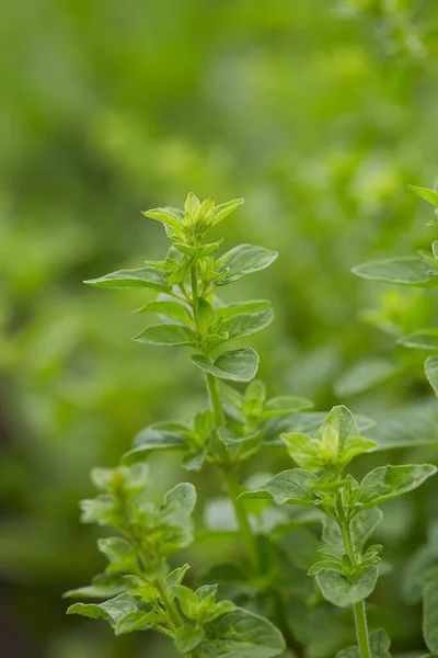 Oregano Växer Sommarträdgård — Stockfoto