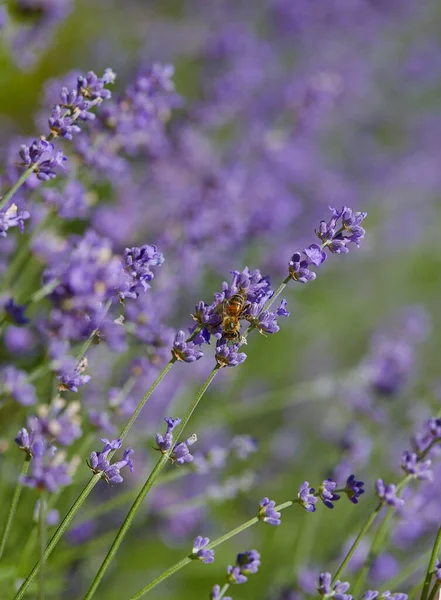 Bij Groeiende Lavendelbloemen Een Zonnige Zomerdag — Stockfoto