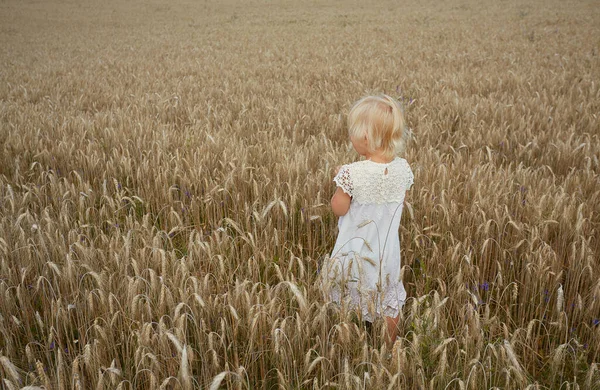 Schattig Jaar Oud Tarweveld — Stockfoto