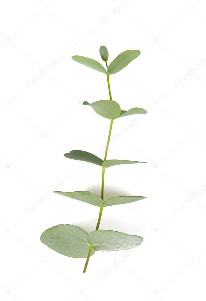 eucalyptus twig isolated on white background