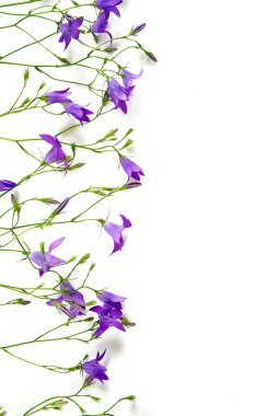 Beyaz arkaplanda izole edilmiş çan çiçeği