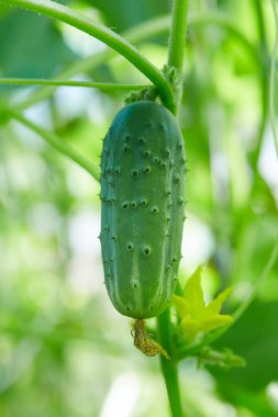Yeşil bir evde salatalıklar yetişiyor.