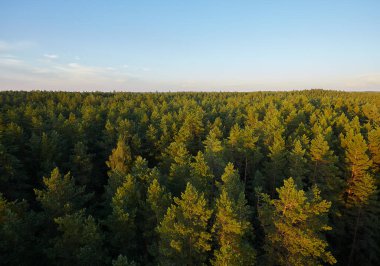 Çam ağaçları, kuleden manzara.