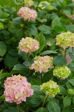 Bahçedeki çiçek açan ortanca çalısı