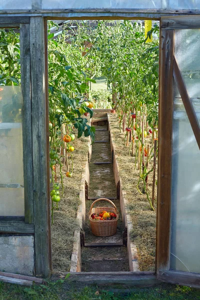 Cesta Tomates Coloridos Uma Casa Verde — Fotografia de Stock
