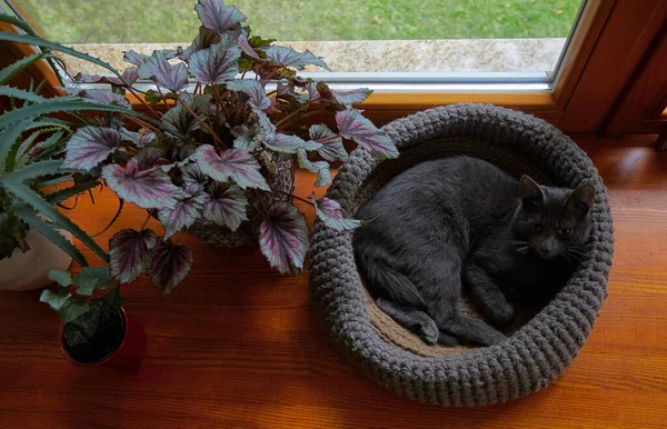 Niedliche Katze Korb Auf Der Fensterbank — Stockfoto