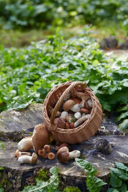 Ormanda duran mantar dolu sepet.