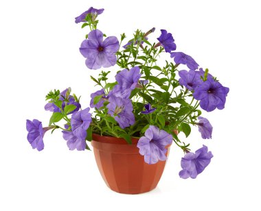 mor petunya beyaz arkaplanda izole