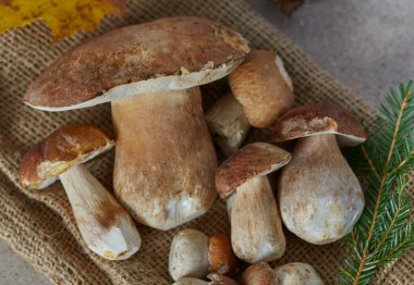 Granit yüzeyde orman mantarları