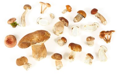 Beyaz arka planda izole orman mantarları