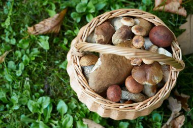 Ormanda duran mantar dolu sepet.