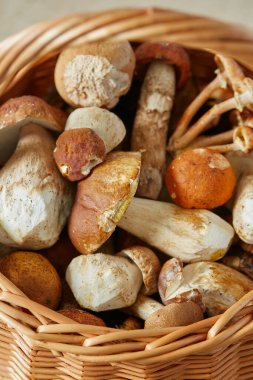 Orman mantarlarıyla dolu ahşap hasır.