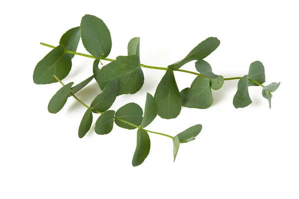 Eucalyptus Takje Geïsoleerd Witte Achtergrond — Stockfoto