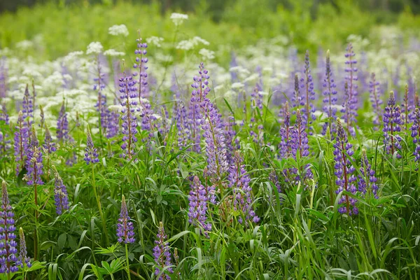 Lupinenfeld Wächst Frühsommer — Stockfoto