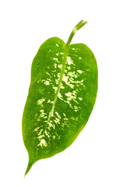 Ramita de planta verde con hoja faltante — Foto de Stock