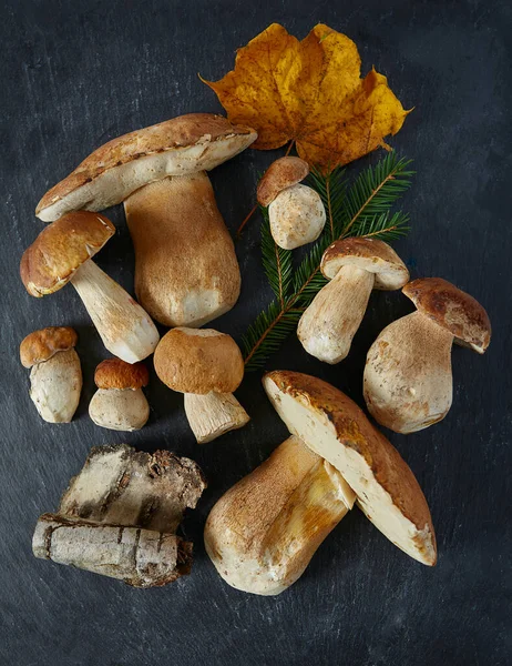 Forest Mushrooms Granite Surface — Stock Photo, Image