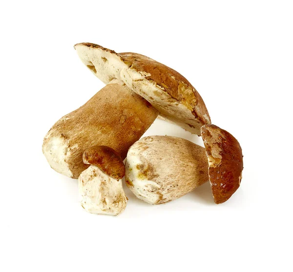 Forest Mushrooms Isolated White Background — Stock Photo, Image