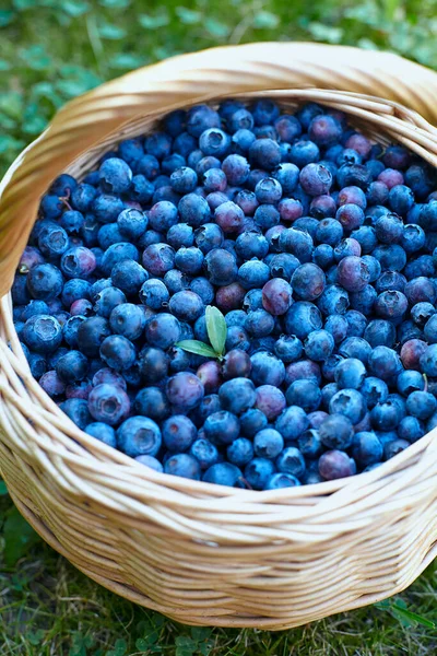 花园里篮子里的蓝莓 — 图库照片