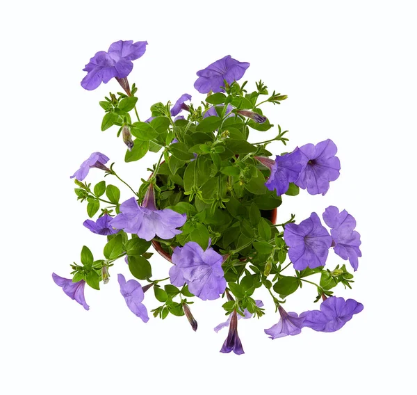 Petunia Púrpura Aislada Sobre Fondo Blanco — Foto de Stock