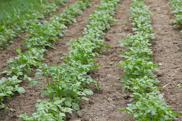 Potato Seedlings Growing Lines — Stock Photo, Image