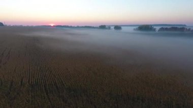 Güzel hava görünümünü yol araba sürüş ile sabah alanları güneş doğarken sis ile kaplı. Ukrayna