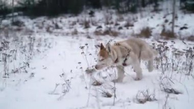 Sibirya Husky köpek yavrusu kışın bir yürüyüş için şehir dışına çalışır. Sony A7iii. 100 fps . Fullhd