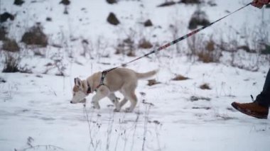 Sibirya Husky köpek yavrusu kışın şehir dışında sahibi ile bir yürüyüş için bir tasma üzerinde. Yavaş Çekim. Sony A7iii. 100 fps. Fullhd