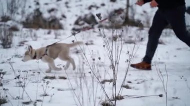 Siberian Husky puppy on a leash for a walk with the owner outside the city in winter.