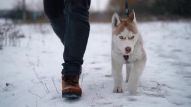 Portrait of a Siberian Husky puppy close-up on a walk with the owner outside the city in winter. Slow Motion. 100 fps. Sony A7III