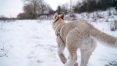 Sibirya Husky köpek yavrusu kışın bir yürüyüş için şehir dışına çalışır. Sony A7iii. 100 fps . Fullhd